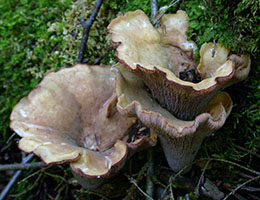 Gomphus clavatus.